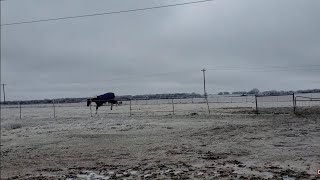 Our horses playing after being stalled for the ice storm (again).