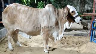 ROYAL CATTLE FARM'S COW I HAMZA BHAI KA SHOQ