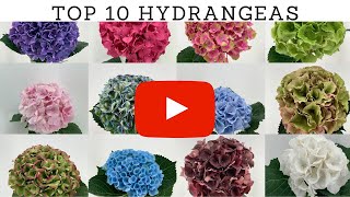 Top 10 Most Beautiful Hydrangea Flowers | Best Cut Hydrangea Varieties