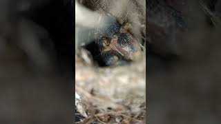 Bird hatchlings 🐣🐤 #birds #birdslover #birdwatching #birdhatchlings