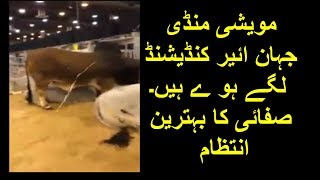 Beautiful Animal Bazaar in Pakistan - Air condition Cow Mandi - maweshi mandi