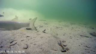 Fischfauna Feldkirchener Aue 2018 0824 164521 004