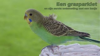 Een grasparkiet en zijn eerste ontmoeting met een badje