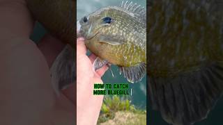 HOW TO Catch MORE Bluegill EVERY Time!! 🎣🐟 #shorts #fishing