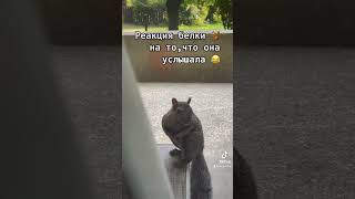 Реакция 🐿️