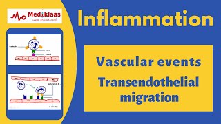 Inflammation - Transendothelial Migration l Vascular events l Mediklaas