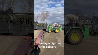 Loading a big tree for delivery