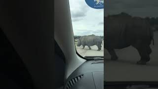 Rhino in the road