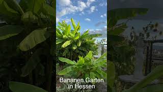 Bananen Garten in Hessen September 2023 - Lilo Siegel