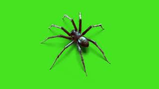 Spider Green Screen Video | Spider Overlay Green Screen Video | Animation of spider on green screen