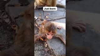 Just Born Monkey