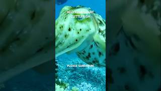 The Incredible Whyalla Cuttlefish Migration & Mating Season