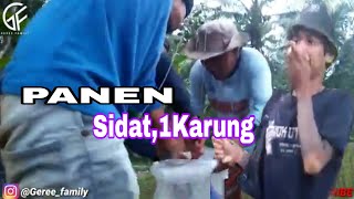 Mancing Sidat monster,Calon raksasa 3 Sidat Berhasil di tangkap,Dengan cara ini.....