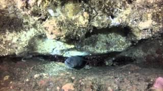 Clint Walker at  Three Finger and Table Top Rock  Kelp Bed  Dives  10 20  2012 w Music