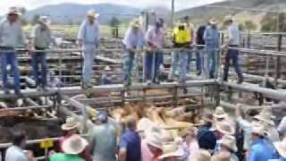 Scone steers to $685