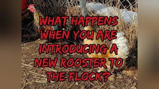 How to introduce a new Rooster to your flock.