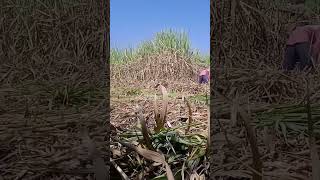 Sugarcane cutting life