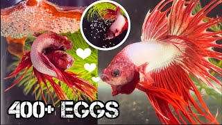 Betta fish laying lots of eggs! Betta fish breeding process