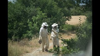 Abeilles et miel : Comment fonctionne une ruche d’abeilles