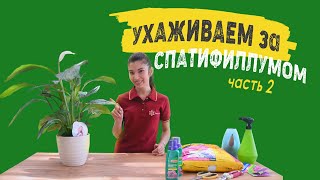 Ухаживаем за Спатифиллумом (часть 2)