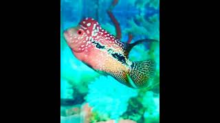 #flowerhorn #viral #video #tiktok #short #aquarium #trending #sohigh 19/01/2023