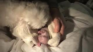 AMAZING DOG BIRTH!!!