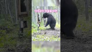 야생곰이 본인 모습을 보면 일어나는일