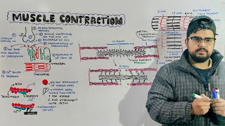 Muscle Contraction: Mechanism of muscle contraction in Detail