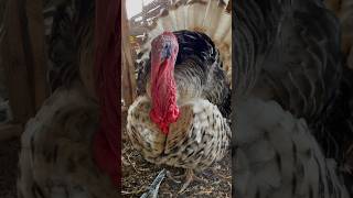 Turkey gobbling video