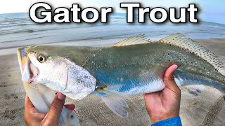 Gator Trout in The Surf and Fishing Tips