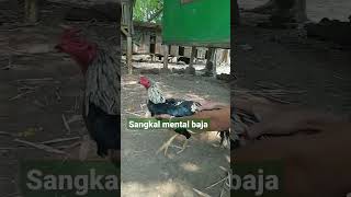 sangkal mental baja belajar kokok