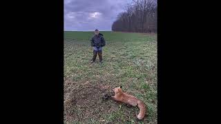 Red Fox Trapping!