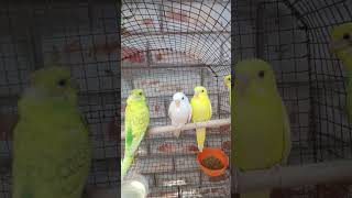 #lovebirds #short #video  🦜🦜🦜