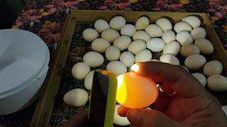 How to check the eggs of incubator easy || মবাইলৰ সহায়ত কেনেকৈ কণীবিলাক বাছিব || SG Rangpur