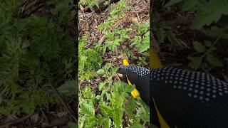 Cut the lower leaves of the tomato plant for better growth #shorts