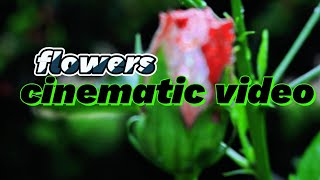 FLOWER CINEMATIC 4K HDR VIDEO BY CANON 750D 2024