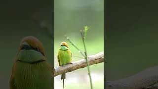 Asian green bee-eater Bird #birds #birdsounds #birdspecies #nature #birdsmusic