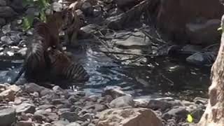 Tiger family in the pond after hunting-Rantambore