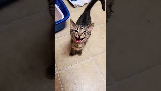 cute cat funny completion part 3 #funny #cat #pets #shorts