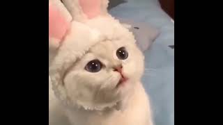 So Cute Cats - Funniest Cats 😹 - Don't try to hold back Laughter - Funny Cats Life