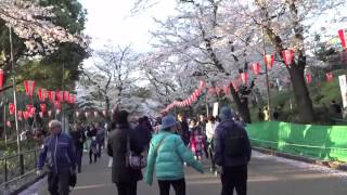 上野公園桜 Cherry blossoms,  Ueno, Tokyo, Japan