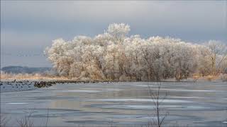 Hoarfrost at Sweet Marsh (© Kip Ladage)