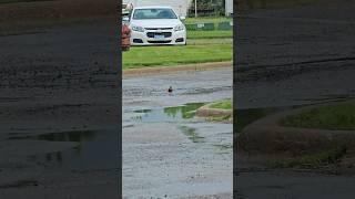 funny bird taking a bath in a pothole 😊🤓🥹