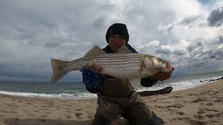 pescando de dia y denoche asta lograr encontrar los peces pesca de striped