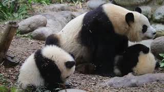 Panda mom is playing with her two little cubs - super cute