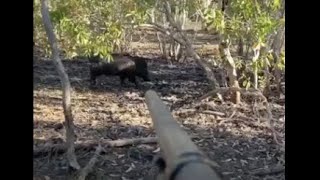 Easy Big Fella! Monster Boar at 5 Yards