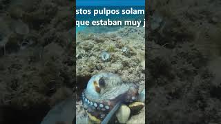 PESCA SUBMARINA PULPO EN UNA CUEVA EN MEDIO DEL ARRECIFE