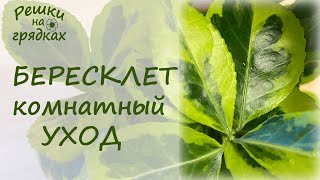 Бересклет комнатный Тонкости ухода