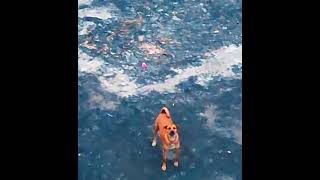 Neighbours Dog Barking in loneliness😿 #shorts #viral #dog #dogbarking