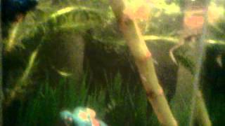 Betta Fish and African Dwarf frog eating baby fish